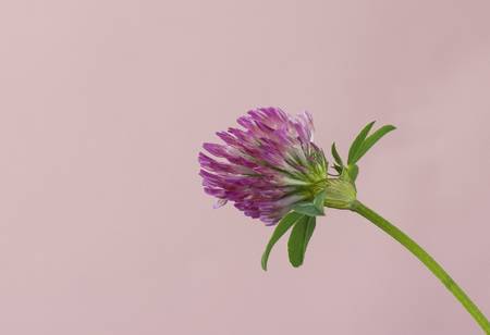 Clover flower on a pink background with copy-spaceの写真素材