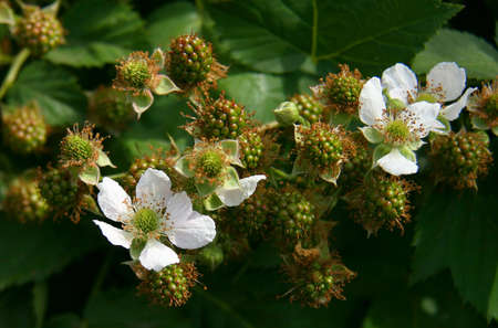 Flowers and berries blackberry on a sunny dayの写真素材