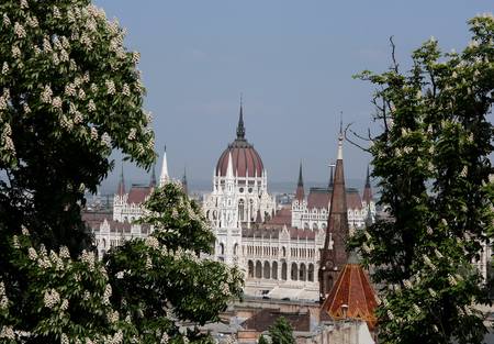 The building of the Hungarian Parliament, at the forefront of the branches of flowering chestnutのeditorial素材