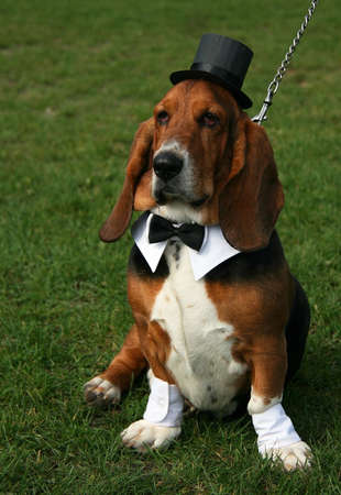 Gentleman basset hound wearing old-fashioned black hat and tie like a gentleman on the green grass