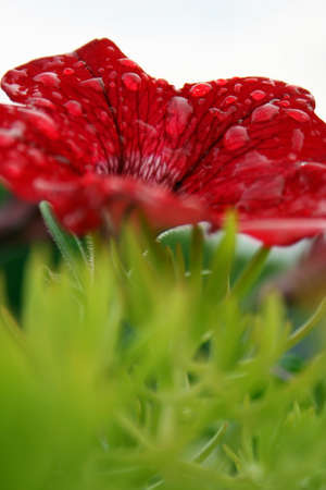 Flowers with drops on the petals after rain  Shallow depth of field  Focus on the distances flower petals の写真素材