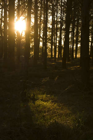 Mystical forest with sun ray at eveningの写真素材