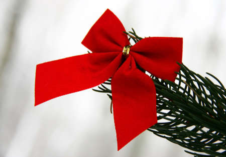 Christmas red bow on a branch of pine の写真素材