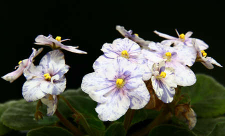 Beautiful violet flower on dark background. Shallow depth of field.