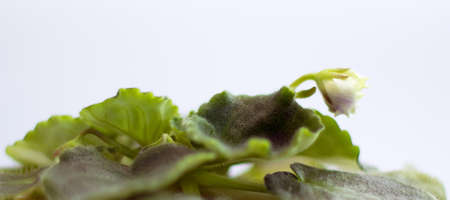 White violet flower bud closeup. Shallow depth of field.の写真素材