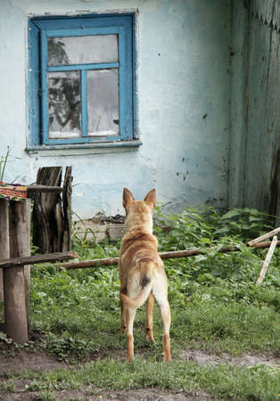 Dog looking at window of old houseの写真素材
