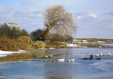 Haystack and willow on the bank rate at which the geese flying       の写真素材
