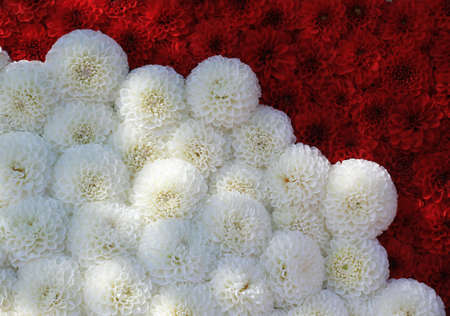 Abstracts seamless floral pattern  Background from various flowers の写真素材