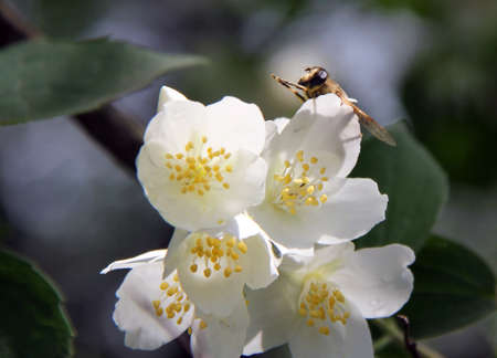 Honey bee enjoying blossoming cherry tree on a lovely spring day の写真素材