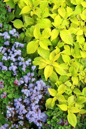 Lush green summer garden with perennial plants and flowers 