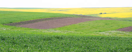 Field crops sown cereals and rape in the background