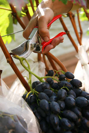 Man hands harvesting grapes in ukrainian vineyard