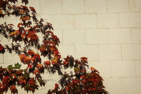 Wall of the house overgrown with grape leavesの写真素材