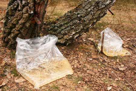 Gathering of birch sap in a spring woodの写真素材