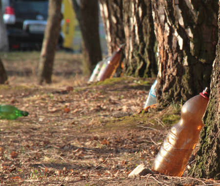 Collecting birch sap from tree on springの写真素材