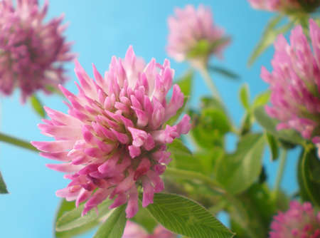 Clover flowers on a blue backgroundの写真素材