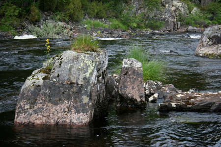 Flower on large stone in the middle of a mountain river
