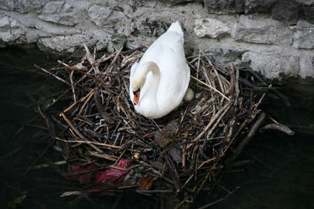 Swan resting on her eggs in a nestの写真素材