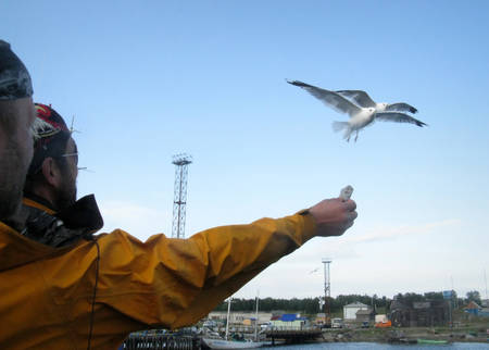 SOLOVKI, RUSSIA - 20 August 2008: Men feed seagullsのeditorial素材