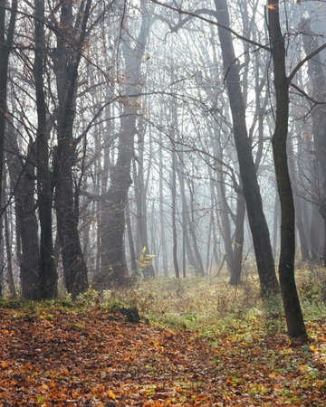 Autumn trees in the forestの写真素材