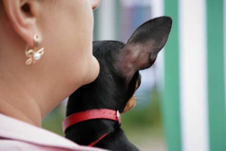 Dog breed Toy terrier on the hands of a womanのeditorial素材