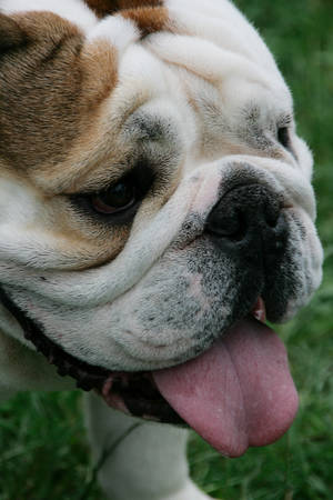 English bulldog on a walk at parkの写真素材