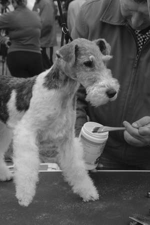 LUTSK, UKRAINE - 20 September 2009: Man grooming of fluffy dogのeditorial素材