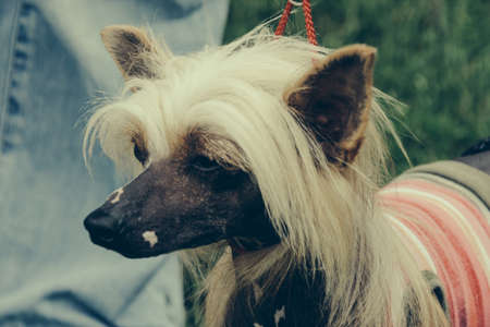 Chinese Crested Dogの写真素材