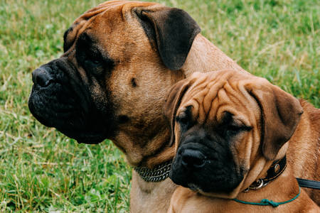 Bullmastiff dog and puppy in green summer grassの写真素材