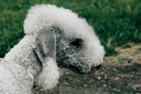 Poodle dog well grooming