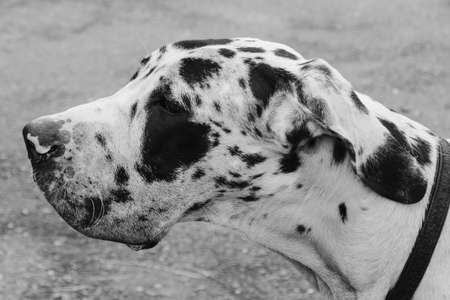 Dalmatian dog headの写真素材
