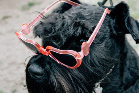 Funny dog wearing sunglasses at park on summer. Shallow depth of field.の写真素材