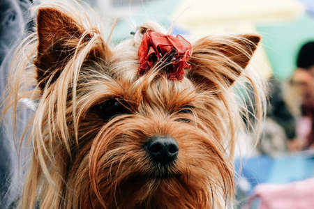 Yorkshire terrier with bowの写真素材