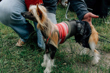 Man shows a Chinese Crested dog in a position stand on the exhibitionの写真素材