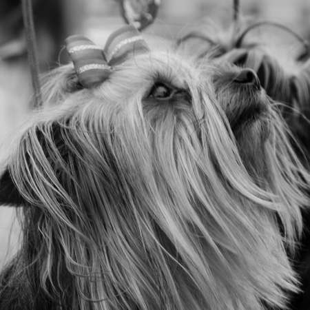 Yorkshire terrier puppy looking up. Shallow depth of field.の写真素材