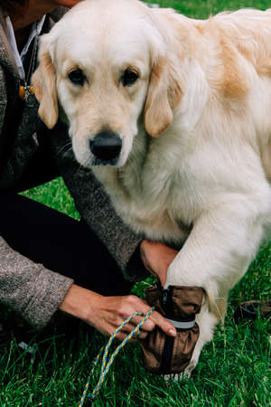 Female hands holding the dog's pawの写真素材