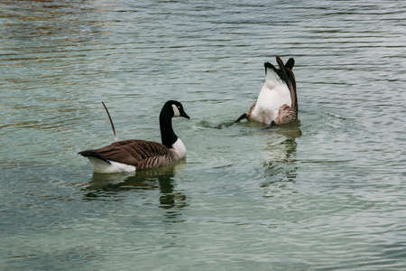 One duck floats and the other dives into the pond