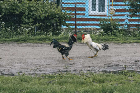 Two formidable cocks planning to fight on road at countrysideの写真素材