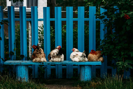 Rural scene with chickens on a blue wooden bench next to fence in Ukrainian villageの写真素材