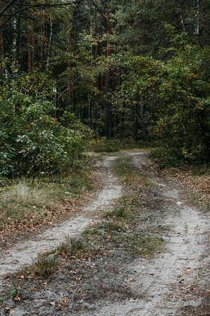 Forest pathway can be used for travel nature landscape
