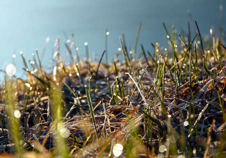 Autumn grass with morning dew in sun light closeup with selective focus