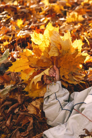 Bouquet of autumn maple leaves in child hand on a sunny day