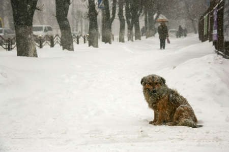 Stray dog sitting on the street in winterの写真素材