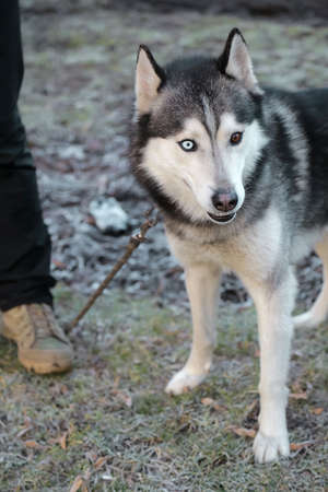 Close up view on dog of the Husky breed with eyes of different colors and leg of the man standing on...