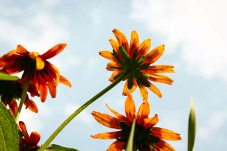 Pretty summer banner with yellow flowers growing in a meadow under a skyの写真素材