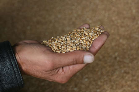 Close up of farmer hand holding wheat grains