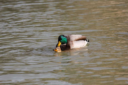 Pair of Duck Mating in the water of Lake on sunny dayの写真素材