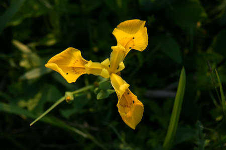 Close up view of yellow wild iris flower on meadow. Iris â€˜Pseudacornusâ€™ yellow flag....