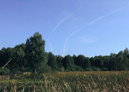 Typical landscape at swamp area with reed and forest in sunny day