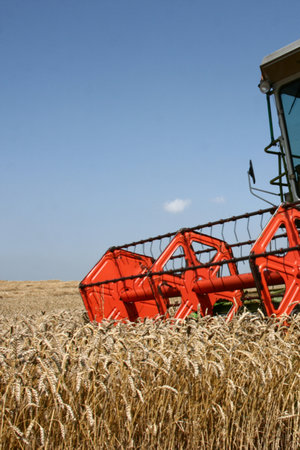 Working harvesting combine in the field of wheat on sunny dayの写真素材